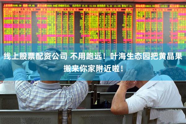 线上股票配资公司 不用跑远！叶海生态园把黄晶果搬来你家附近啦！
