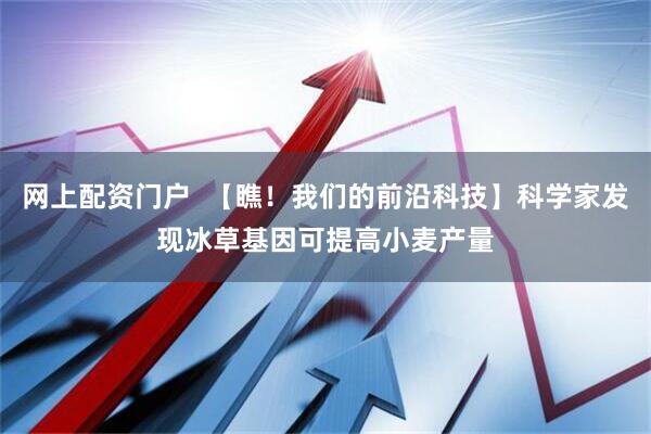 网上配资门户  【瞧！我们的前沿科技】科学家发现冰草基因可提高小麦产量